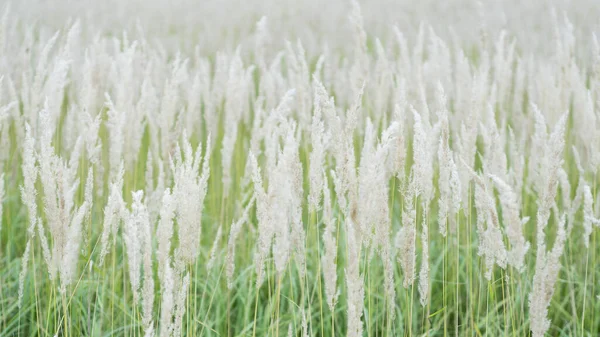 Tekstura Bujnych Pastelowych Panicles Przed Zieloną Trawą Trawnika — Zdjęcie stockowe