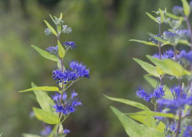 Caryopteris, Lamiaceae familyasından çiçek açan bitki cinsi. Karyopteris Süs bitkisi mavi çiçekler 3