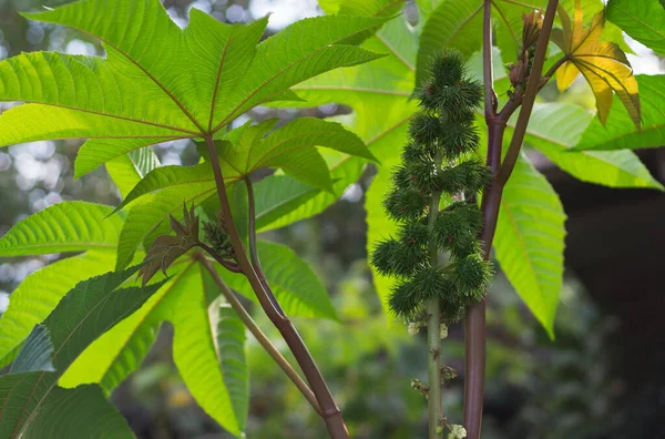 Hint yağı bitkisi yakın plan.