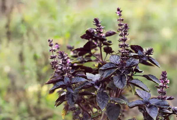 Fioletowy Kwitnący Bazylia Roślina Ogrodzie Koncepcja Ekologicznej Żywności Ekologicznej — Zdjęcie stockowe