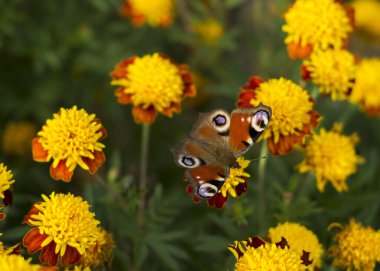 Kelebek Aglais Tagetes çiçeğinin üzerinde