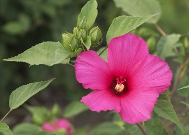 Yeşil zemin üzerinde kırmızı amber çiçeği.