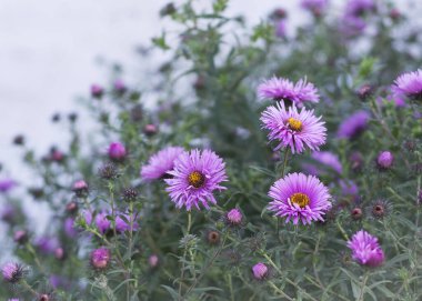 Symphyotrichum novi-belgii, Asteraceae familyasından New York Aster olarak da bilinir.