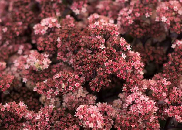 夏の日にセドムの花が咲きました クローズアップ 選択的なフォーカス フォーカスから画像の一部 — ストック写真