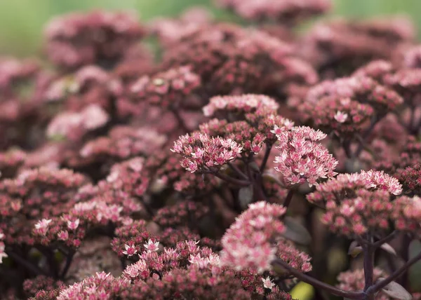 Maroon bloom of Sedum on a summer day. Close-up, selective focus, part of the image out of focus