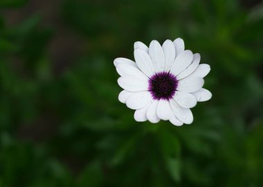 Osteospermum fruticosum, koyu mor merkezli beyaz çiçek, kapat