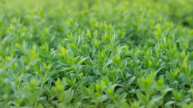 Çalı üzerinde yeşil yapraklar tomurcuğu