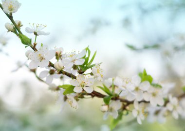 İlkbaharda açan kiraz dalı