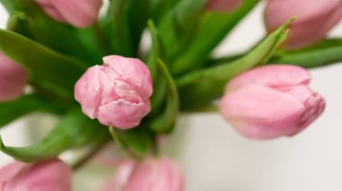 Beyaz arkaplanda pembe laleler.