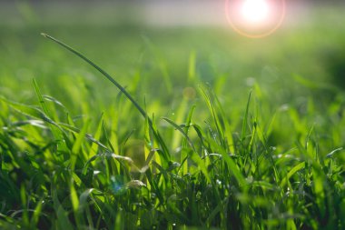 Yeşil sulu çimenler ışık huzmelerinde