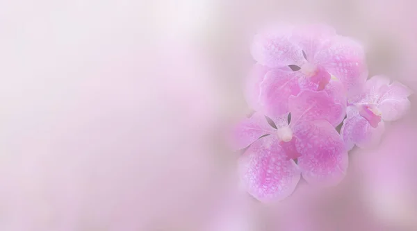 Sweet pink color orchid in soft pink color and blur style for background
