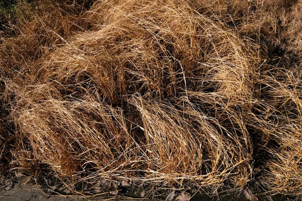 Trockenes Gras Auf Herbstlichem Hintergrund — Stockfoto
