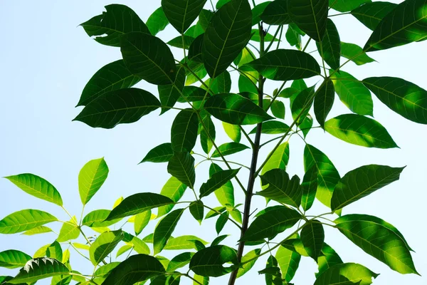 Зеленые Листья Фоне Голубого Неба Стоковая Картинка