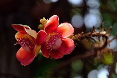 Güzel botanik fotoğrafı, doğal duvar kağıdı.