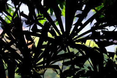 Güzel botanik fotoğrafı, doğal duvar kağıdı.