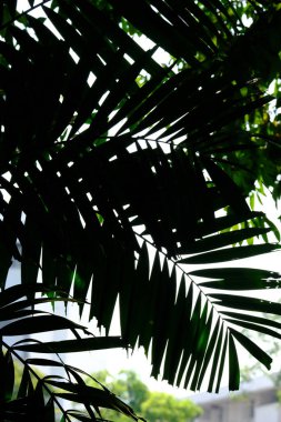 Mavi gökyüzünün arka planında palmiye yaprakları