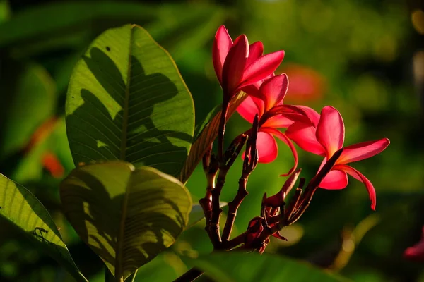 Nádherné Exotické Květiny Zahradě — Stock fotografie