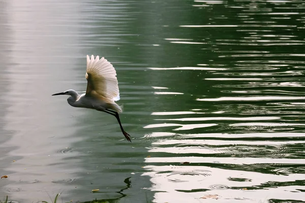 Beautiful White Heron Park — Stock Photo, Image