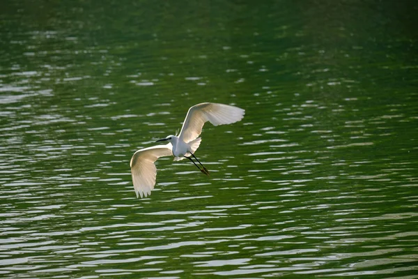 Frumos Heron Alb Parc — Fotografie, imagine de stoc