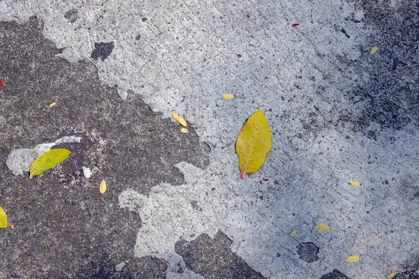 Жовте Листя Асфальті — стокове фото