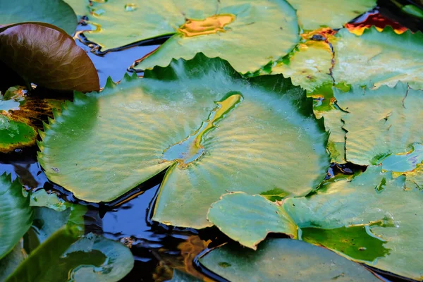 池の美しい蓮の花 — ストック写真