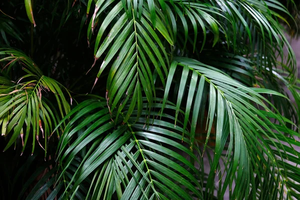 Groene Bladeren Van Een Palmboom Een Witte Achtergrond — Stockfoto