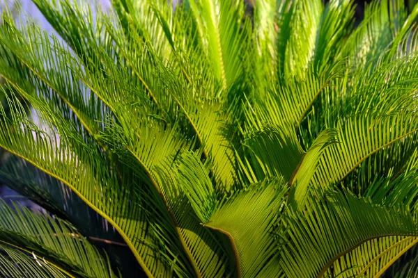 Palmbladeren Het Strand — Stockfoto