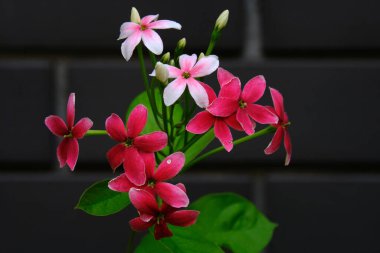 Bahçedeki pembe orkideler