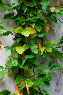 Yeşil parkta yeşil yaprak