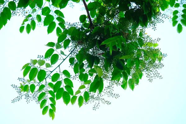 Groene Bladeren Een Witte Achtergrond — Stockfoto