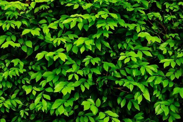 Doğal arka plan. Yazın yeşil çalı yaprakları.