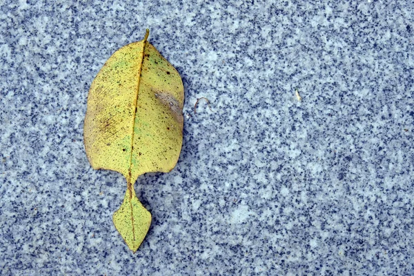 Jesień Klon Żółty Liść Białym Tle — Zdjęcie stockowe