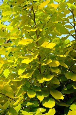 Bahçede yeşil yapraklar