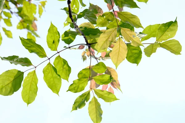 Folhas Verdes Galho Árvore — Fotografia de Stock