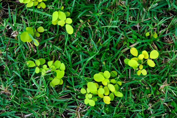 Herbe Verte Flore Concept Nature — Photo