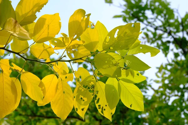 close up of yellow and green leaves with blue sky in autumn