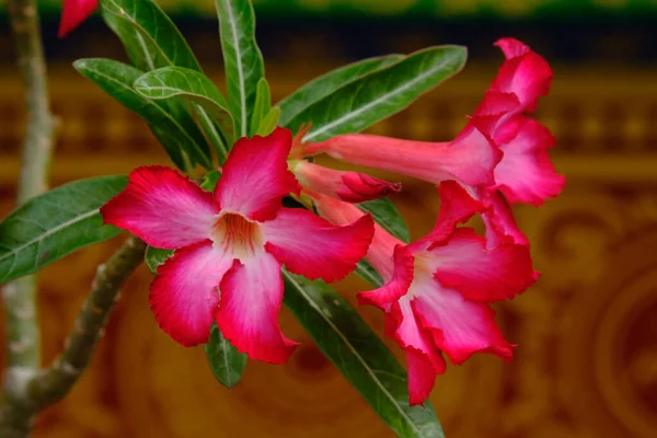 Nahaufnahme Der Blühenden Blume — Stockfoto