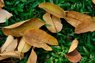 çimenlerin üzerinde kuru yaprak