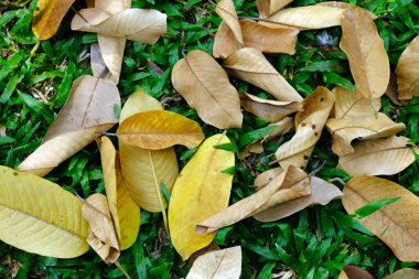 çimenlerin üzerinde kuru yaprak