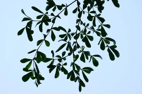 stock image green leaves on a white background