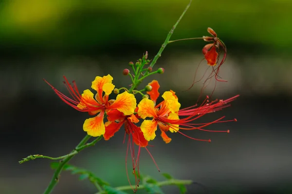 Красивые Цветы Саду Лицензионные Стоковые Изображения