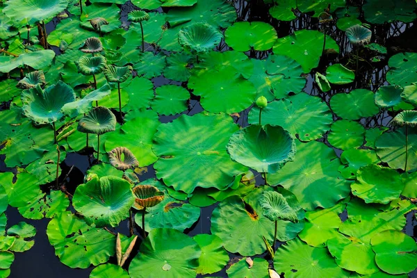 Зеленые Листья Пруду — стоковое фото