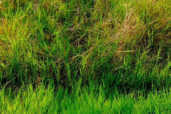 Zielona Trawa Tekstura Tło — Zdjęcie stockowe