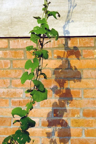 brick wall with a plant, a branch of a red vine