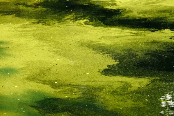 Zelená Tráva Vodě — Stock fotografie