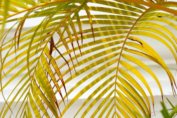 Liście Palmy Białym Tle — Zdjęcie stockowe