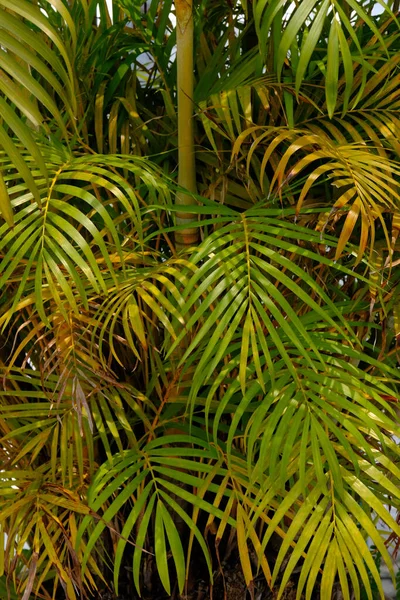 Groene Bladeren Van Palmboom Een Achtergrond Van Blauwe Lucht — Stockfoto