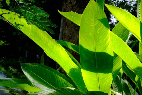 Piękny Tropikalny Las Deszczowy Zielone Liście Przyrodzie — Zdjęcie stockowe