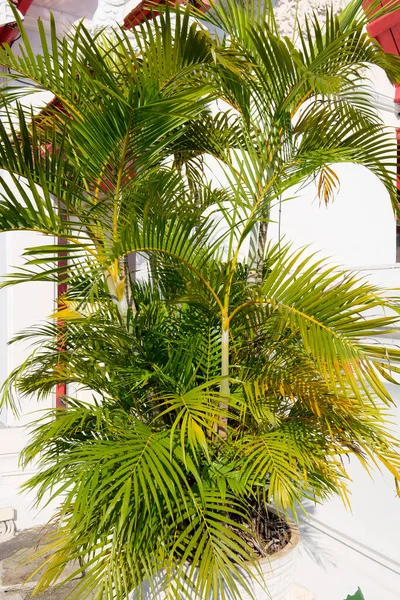 Palmeira Parque Verde — Fotografia de Stock