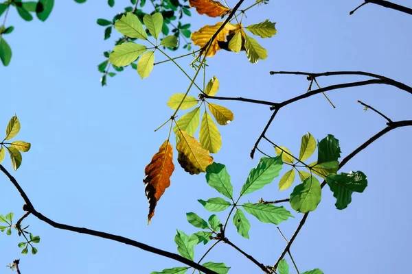 Folhas Outono Árvore — Fotografia de Stock